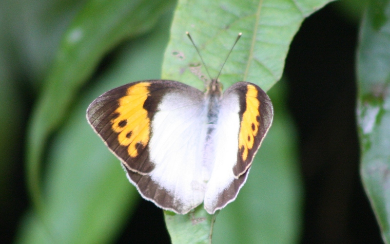 White Orange Tip